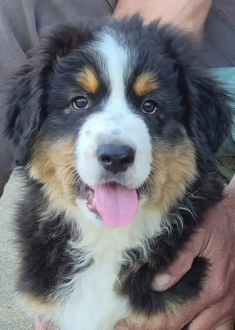 Berger Australien  Chiot N°1 Des Plaines D'Alexoanne cccef photo 2
