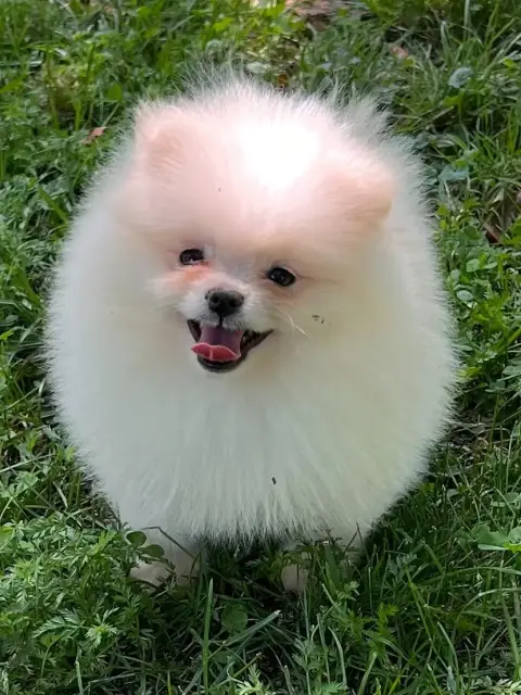 Spitz Allemand  Chiot N°3