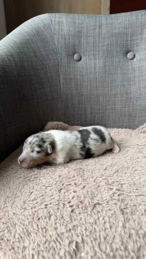 Shetland Sheepdog  Chiot 1 Du Banc Des Hermelles