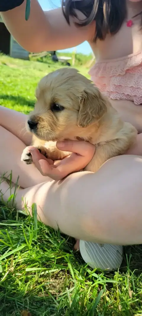 Golden Retriever  B.... Des Molosses De Timoulys