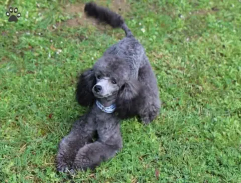 Caniche  Mr Bleuet Du Feu D'Argent photo 3