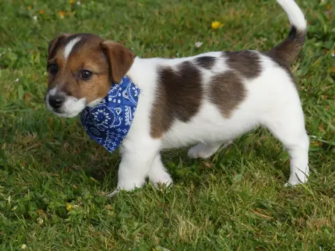 Jack Russell Terrier  Prénom Libre Des Terres Des For 97e42 photo 2