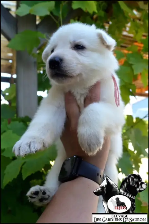 Berger Blanc Suisse photo 3