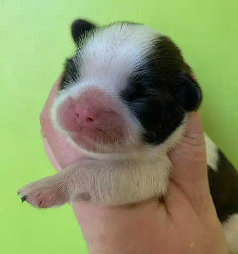 Shih Tzu  Bb1 D'Imperial Khan- photo 2