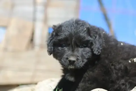Cane Da Pastore Della Sila photo 2