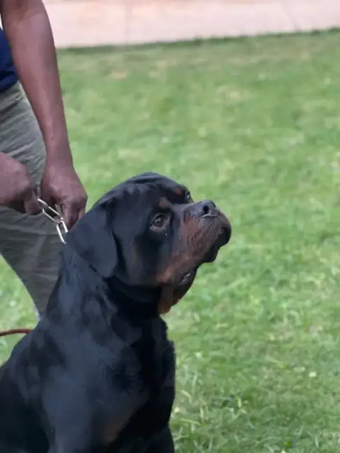 Rottweiler  Femelle 1 Des Gardiens Du Mur De Glace