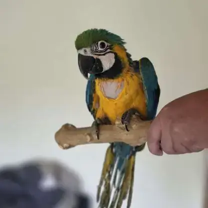 Perroquet Ara Bleu
