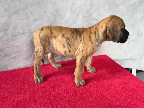 Dogue Allemand  Bogota Du Torrent Royal photo 3