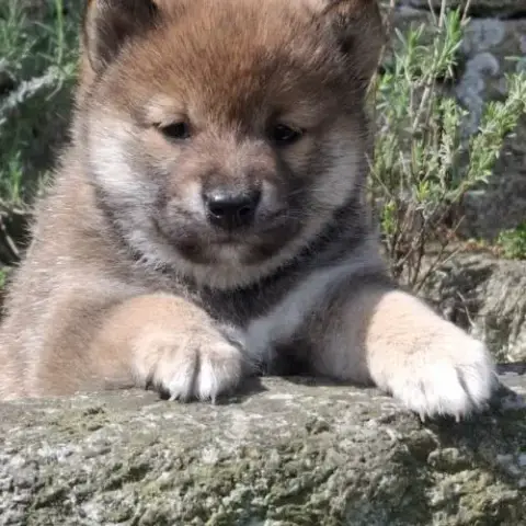 Chiots Shiba Inu Lof