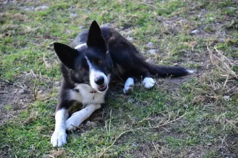 Border Collie  Chiot 2 De L'Hubac De Lange photo 3