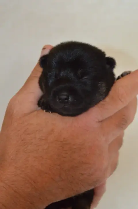 Shiba  Chiot 2 Sumidagawasou photo 2