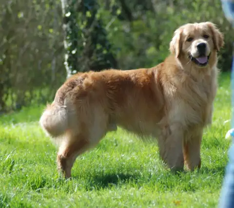 Golden Retriever  Miss Rouge Des Jardins D'Or Et D'Am 9b4e0 photo 2