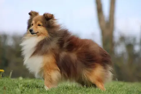 Shetland Sheepdog  2 Du Domaine Des Airaudes photo 2