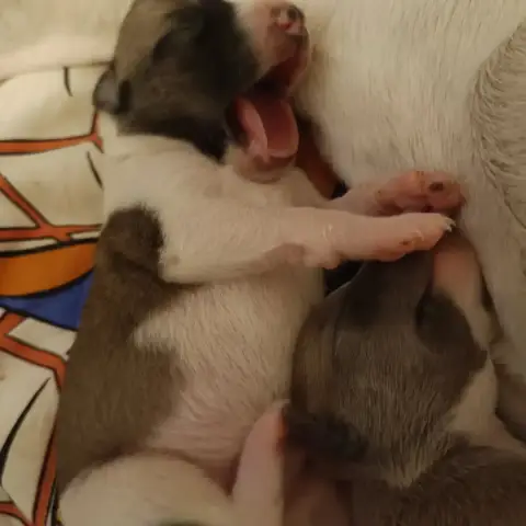 Whippet  Bianca Hakuna'Matata Kipepeo photo 3