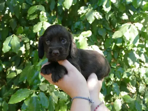 Cocker Spaniel Anglais photo 3