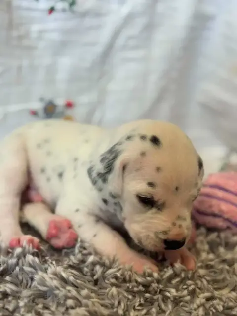 Dalmatien  Sans Collier Des Gardiennes De La Vallée D d68f3 photo 3