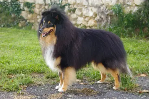 Shetland Sheepdog  B.... Tricolore Noir Du Vent Des M 5cf80 photo 3