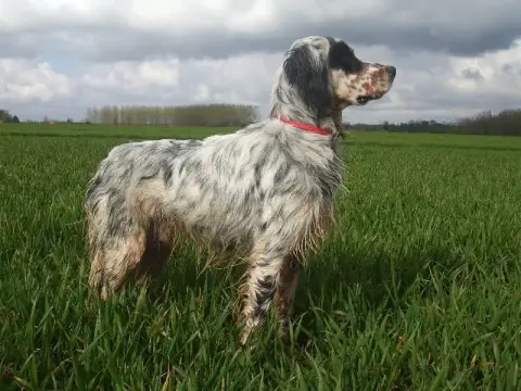 Setter Anglais  Chiot N°2 De La Plume Du Pévéle.