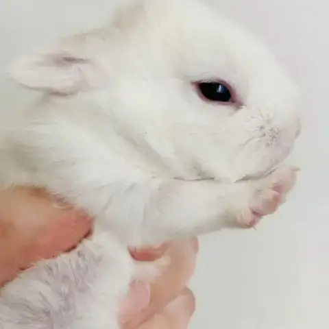 Adorable Lapereau Nain Angora
