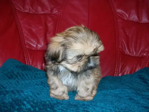 Shih Tzu  Benitia Du Manoir Des Dieux Du Ciel photo 2