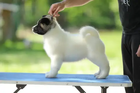 Akita Americain  Chiot N°2 Sendosan