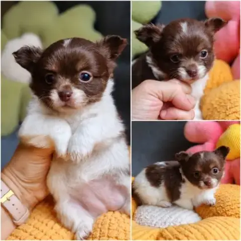 Magnifique Femelles Chihuahua