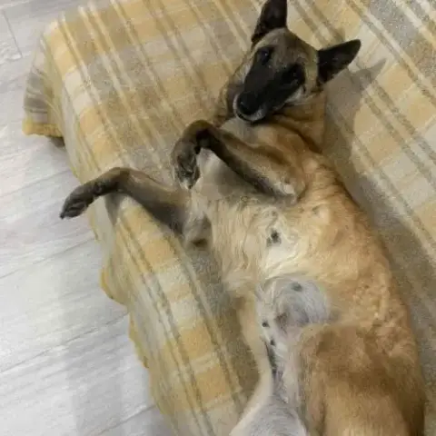Olka