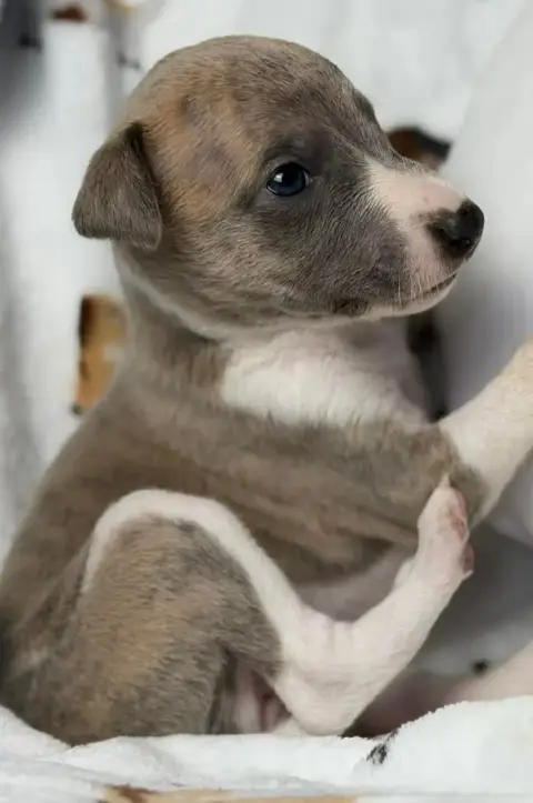 Whippet  Babouchka De La Bastie D'Hucaroc photo 2