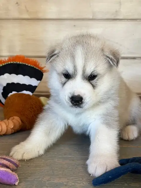 Siberian Husky  Big Bang De La Fleur De Lys De La Ter e3bc8