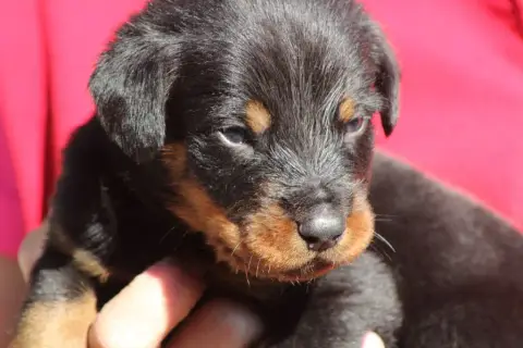 Berger De Beauce  Chiot 2 De Genevayse
