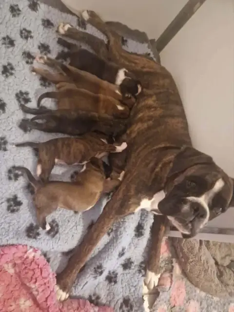 Boxer  Chiot N°4 De Yu Box