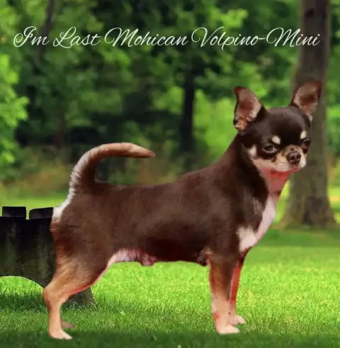 Chihuahua  Chiot N°4B Des Roses De Lolita photo 3