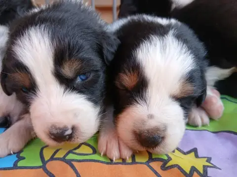 Berger Australien  Chiot Berger Australien