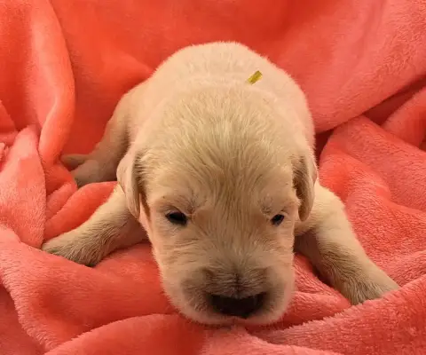 Golden Retriever  Billy photo 2