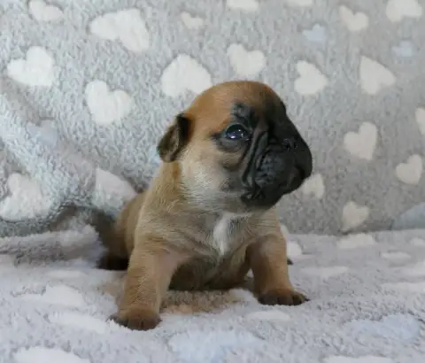 Bouledogue Français  Chiot 5 Du Domaine Des Bastidien 0404a