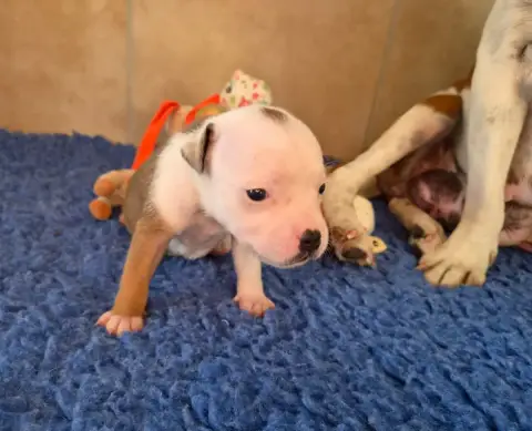 Staffordshire Bull Terrier  Brume Summer De Gaia Vlka 740df