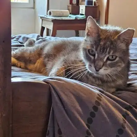 Chat Soleio À L Adoption