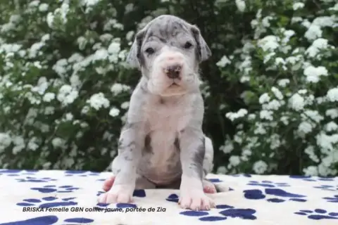 Dogue Allemand  Briska Du Clos Du Bonheur photo 2
