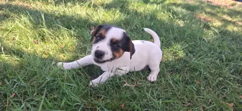 Jack Russell Terrier  Chiot 5 De L'Etang De Rochefort cc14f photo 2