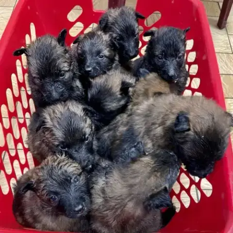 Chiots Berger Belge Tervuren