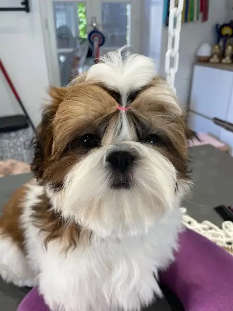 Shih Tzu  Alya My Love De La Nuit Etoilée De Méline 03e2c photo 3
