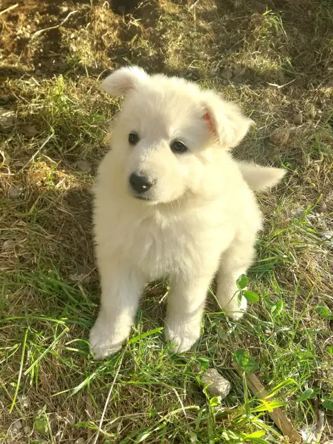 Berger Blanc Suisse  Baïka De La Forêt De Boscodon