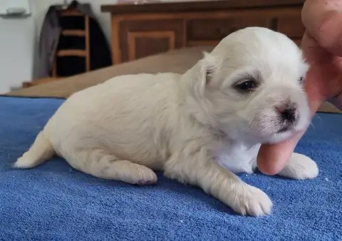 Coton De Tulear  Chiot N°1 Des Hirondelles Du Voyage ccf5c