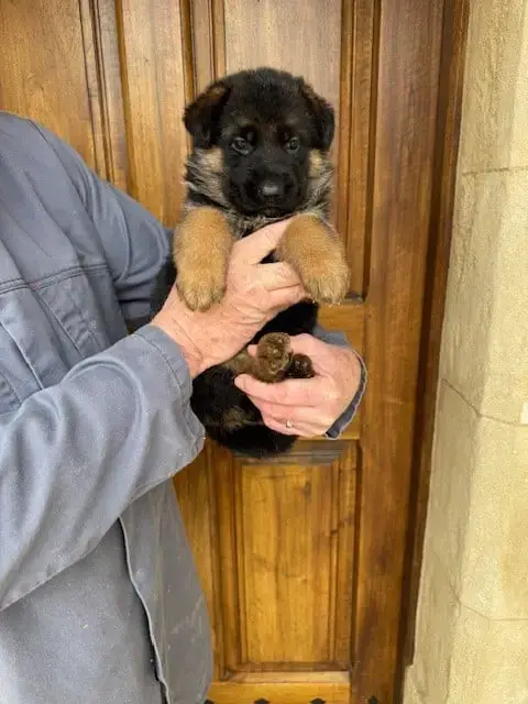 Berger Allemand  Chiot N°3 Des Sentiers Des Alpilles 54259