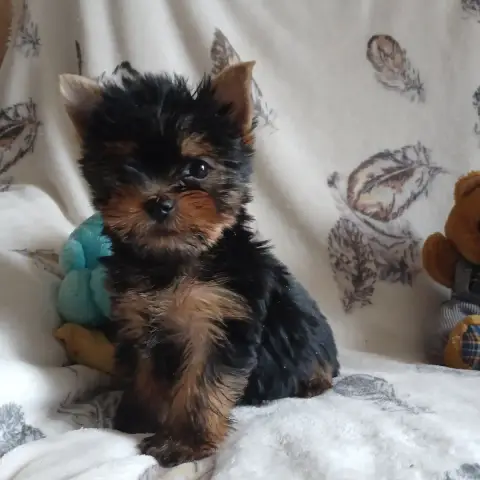 Yorkshire Terrier  Billy De La Cour De La Fauconniere a9db5