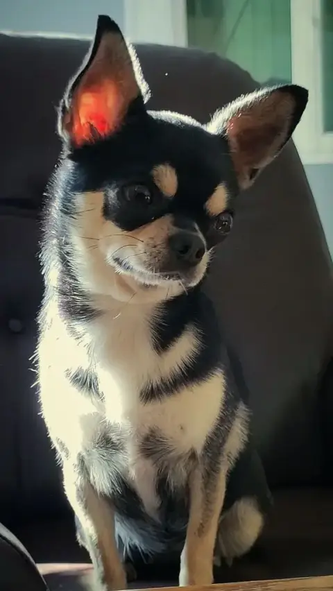 Chihuahua  B De La Nurserie De Nina photo 3