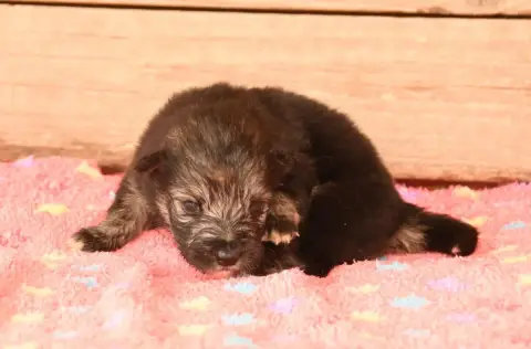 Chien Finnois De Laponie 
                        Chi 42c43 photo 2