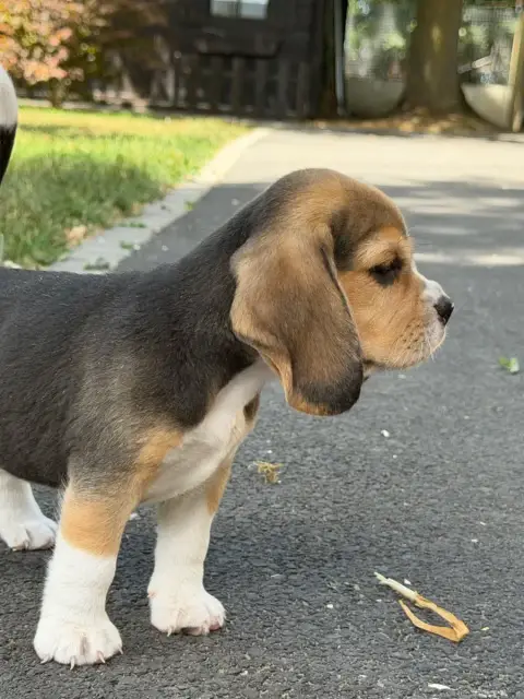 Beagle  Chiot N°6 Du Moulin De Madjurie photo 2