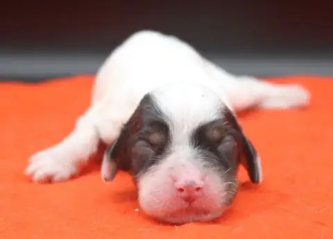 Setter Anglais  Femelle 1 De Roc Mignon