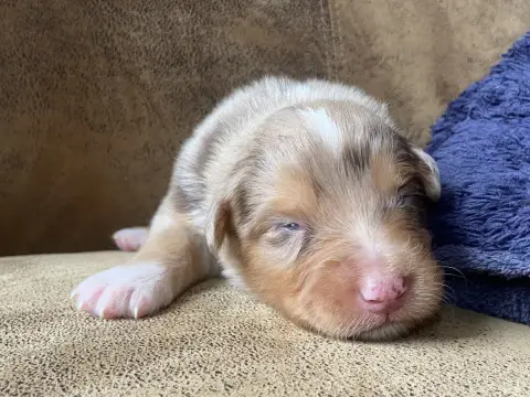 Berger Australien 
                        Chiot N°2  626f4